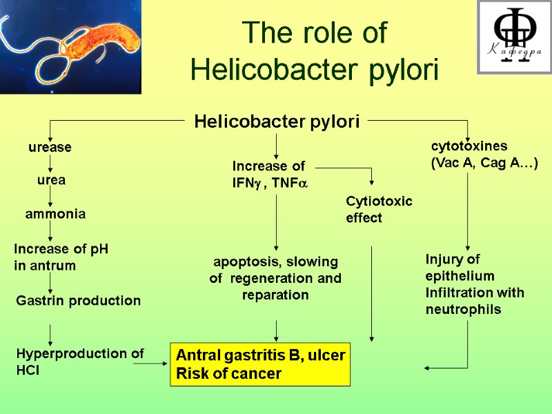 The role of  Helicobacter pylori  Helicobacter pylori urease urea ammonia Increase of